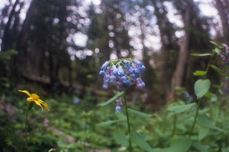 Baker Gulch Trail 4.jpg